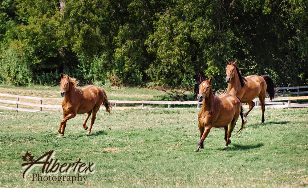 http://i1019.photobucket.com/albums/af311/Literighter/horse_1c_zps369250d2.jpg