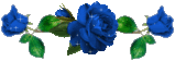 blue rose gif small Pictures, Images and Photos