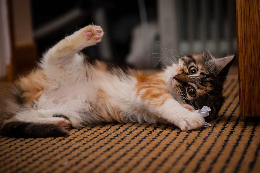 Sophie kitten picture overload! UK Pet Forums Forum