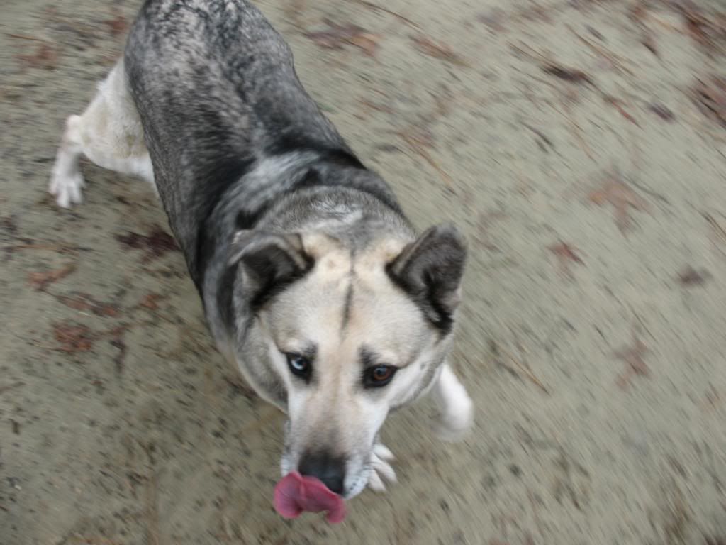 Best way to insulate dog house or keep my dogs warm UPDATE w/pics