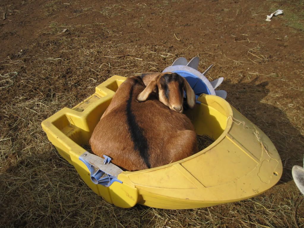 Some pics from our walk today - Goats
