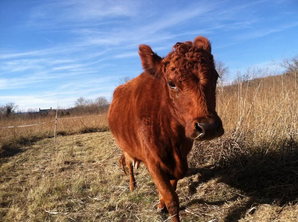 Need help with milking a new girl - Cattle