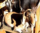 Ohhhh, I'm so uncomfortable, moan - Goats