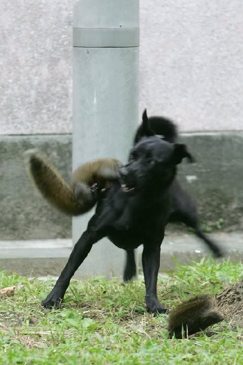 squirrel3.jpg