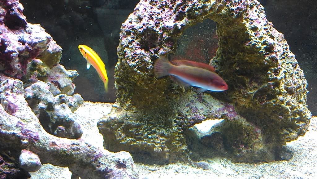 Temminckii Wrasse