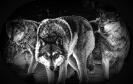 bw_wolves_howling_wolf_pack-1.gif