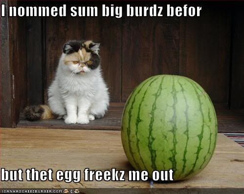 funny-pictures-cat-bird-egg-watermelon.jpg